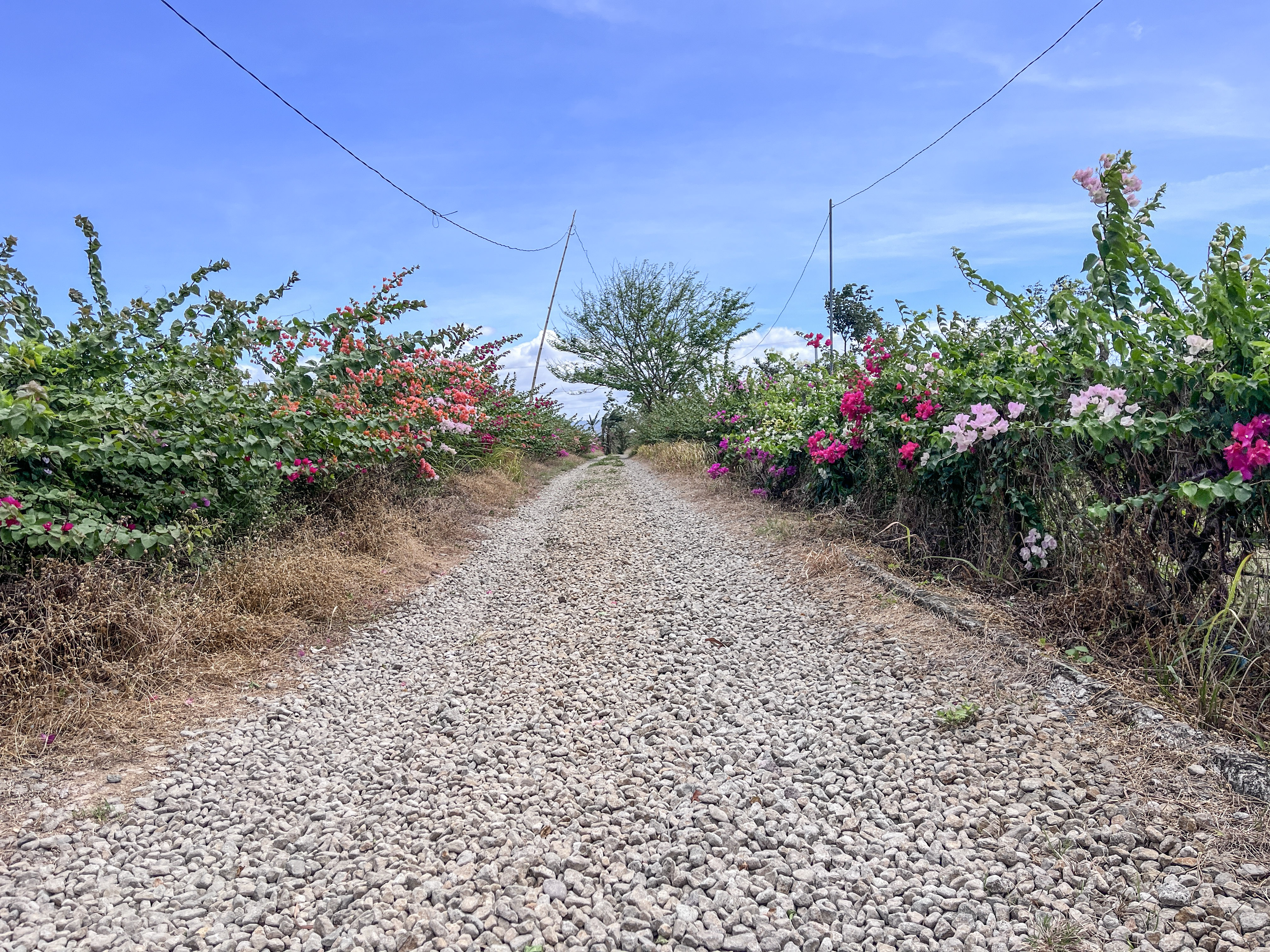 Farm Lot FOR SALE!!! Nasugbu, Batangas